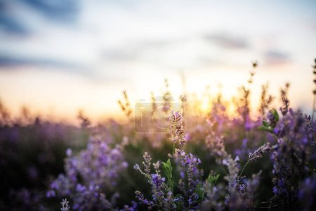 Téléchargez les photos : Belle lavande violette dans les rayons de lumière, paysage de conte de fées - en image libre de droit