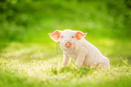 Cute piglet sitting on a green field. Funny animals emotions