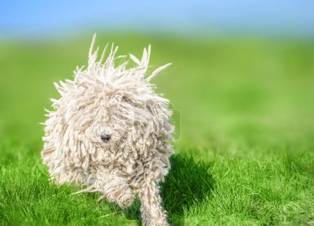 Téléchargez les photos : Mignon chien hongrois puli sur herbe verte sur les montagnes des Carpates, Ukraine, Europe - en image libre de droit