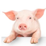 Happy young pig hanging its paws over a white banner, isolated on white background. Funny animals emotions