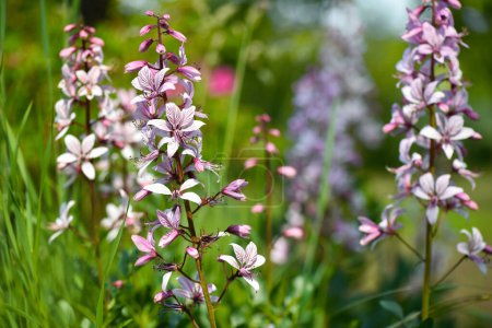 Foto de Flores rosadas de plantas silvestres Diptam (Dictamnus albus) o Ardiente Bush, o Fraxinella, o Dittany. Planta rara en peligro - Imagen libre de derechos