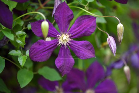 Closeup of purple climbing clematis flowers (Clematis viticella) in the garden