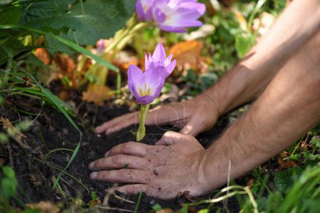 Foto de Jardineros manos plantando flores (Colchicum otoñal) en un jardín - Imagen libre de derechos