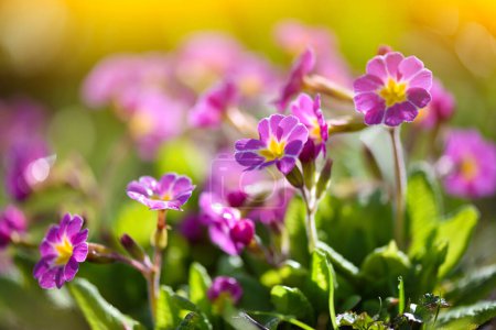 Spring flowers of Primula juliae (Julias Primrose) or purple primrose in the spring garden.