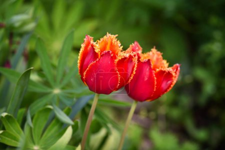 Téléchargez les photos : Red-orange terry tulips over natural green background. Natural background. Soft focus. - en image libre de droit