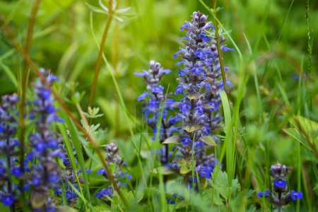Blooming blue bugleweeds (Ajuga reptans) in the summer meadow