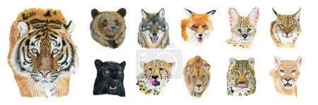 Téléchargez les photos : Ensemble de onze animaux dessinés à l'aquarelle. Illustrations de portraits sur fond blanc - en image libre de droit