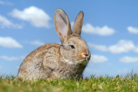 Foto de Conejo o liebre mientras busca en la hierba. Tiempo de otoño - Imagen libre de derechos