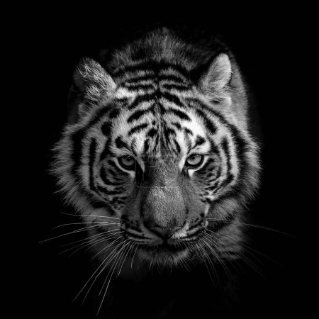 Black and white wild tiger portrait on dark background