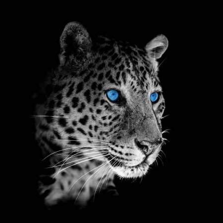 Foto de Primer plano hermoso leopardo grande enojado con ojo azul aislado sobre fondo negro - Imagen libre de derechos