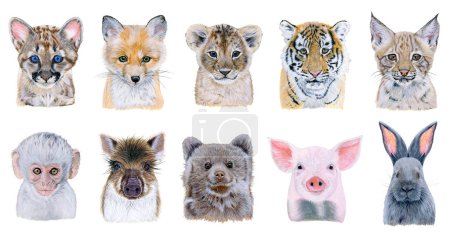 Téléchargez les photos : Set watercolor illustration of a ten baby animal portraits. Hand drawn animal on white - en image libre de droit