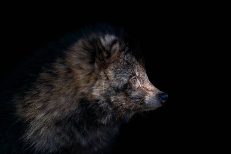 Foto de Close up portrait profile Raccoon on a black background - Imagen libre de derechos