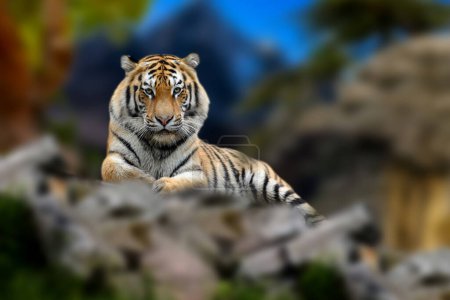 Photo for Close up adult Tiger on rock hill - Royalty Free Image