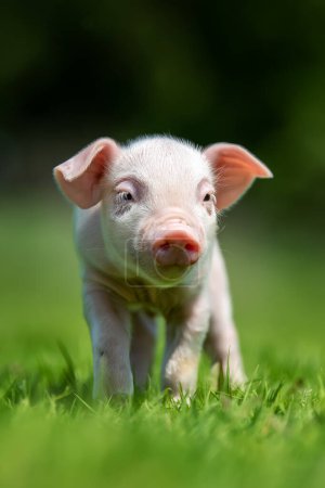 Close newborn pink piglet on spring green grass on a farm