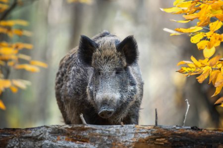 Téléchargez les photos : Portrait mâle Sanglier sauvage dans la forêt d'automne. Scène animalière de la nature - en image libre de droit