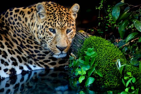 Photo for Close up young leopard portrait in jungle with water - Royalty Free Image