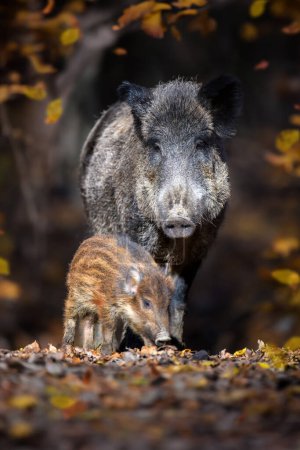 Téléchargez les photos : Mignon porc sus scrofa famille dans la forêt sombre. Sanglier mère et bébé sur fond d'environnement naturel. Scène animalière - en image libre de droit