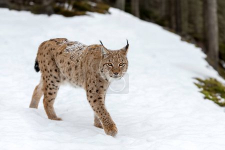 Close lynx, bobcat in the winter forest.  Wild predators in natural environment. Wildlife scene from nature