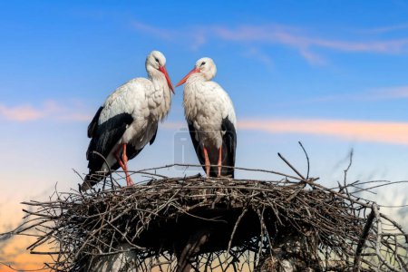 Téléchargez les photos : Deux cigognes blanches sont assises sur un nid fait de brindilles et de branches. Les oiseaux sont grands avec de longues pattes et le cou, et leurs couleurs noires et blanches distinctives se détachent contre le ciel - en image libre de droit