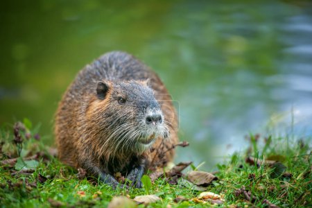 Close-up of a small muskrat on the bank of a river or pond