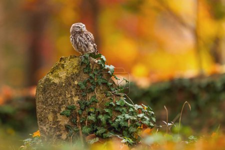 Téléchargez les photos : Petite chouette (Athene noctua) est au cimetière un jour d'automne - en image libre de droit