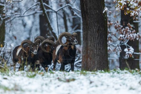 mouflon europeo (Ovis aries musimon) el rebaño sale del bosque