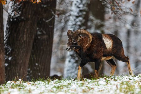Photo for European mouflon (Ovis aries musimon) looking for an opponent - Royalty Free Image