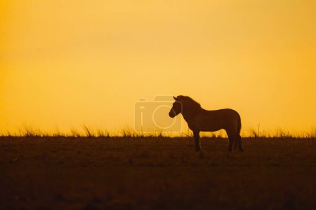 Przewalski's horse (Equus ferus przewalskii ), Mongolian wild horse or Dzungarian horse,