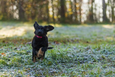 Foto de Cachorro negro y oro Hovie perro hovawart diversión para correr - Imagen libre de derechos