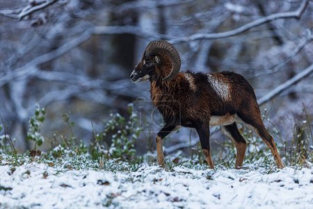 mouflon europeo (Ovis aries musimon) en un paisaje nevado