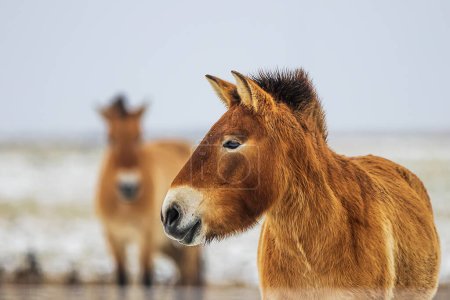 (Equus ferus przewalskii), caballo salvaje mongol o caballo dzungariano, retrato de cerca