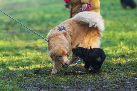 Téléchargez les photos : Chiot noir et or Hovie chien hovawart grand et petit - en image libre de droit
