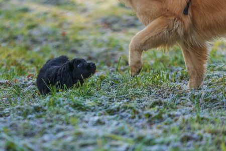 Foto de Cachorro hembra negro y oro Hovie perro hovawart mirando con miedo al perro grande - Imagen libre de derechos