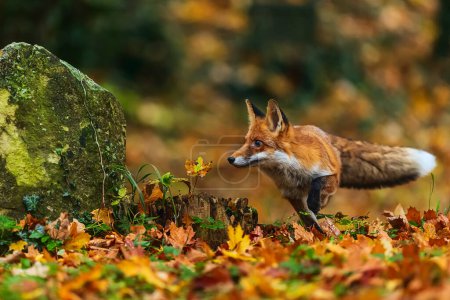 Téléchargez les photos : Renard roux (Vulpes vulpes) dans les feuilles d'automne - en image libre de droit