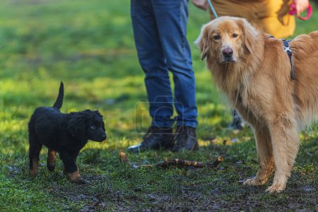 Foto de Cachorro lindo negro y oro Hovie perro hovawart camina cautelosamente hacia el perro grande - Imagen libre de derechos