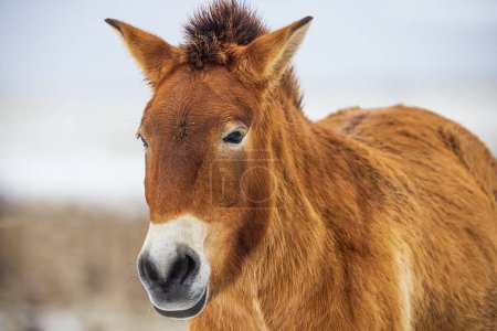 Foto de (Equus ferus przewalskii), caballo salvaje mongol o caballo dzungariano, se lo están pasando bien - Imagen libre de derechos