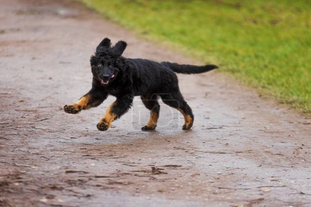 Téléchargez les photos : Chiot mignon noir et or Hovie chien hovawart frolicking sur la route - en image libre de droit