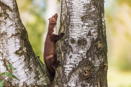 Photo for Beech marten (Martes foina), also known as the stone marten climbs the birch tree - Royalty Free Image
