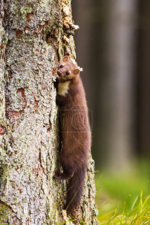 beech marten (Martes foina), also known as the stone marten on a spruce tree