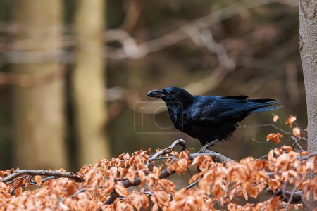 male common raven (Corvus corax) on beech branches