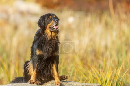 Foto de Male black and gold Hovie dog hovawart posing in a seated position - Imagen libre de derechos