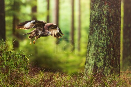 Photo for Female common buzzard (Buteo buteo) flying through the forest - Royalty Free Image