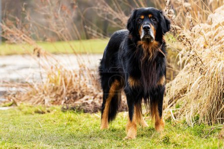 Foto de Male black and gold Hovie dog hovawart in the grass at the edge of the reservoir - Imagen libre de derechos