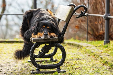 Téléchargez les photos : Male black and gold Hovie dog hovawart in the park on a bench - en image libre de droit