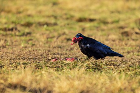 Foto de Male common raven (Corvus corax) eats the remains of the carcass - Imagen libre de derechos