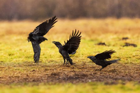 Foto de Male common raven (Corvus corax) the flock is quarreling - Imagen libre de derechos
