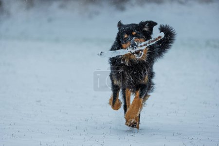 Foto de Male black and gold Hovie dog hovawart cheerfully running through the snow - Imagen libre de derechos