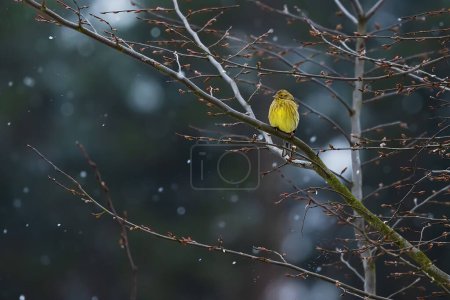 Foto de El martillo amarillento (Emberiza citrinella) en un árbol durante la nevada - Imagen libre de derechos