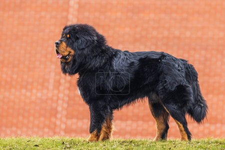 Photo for Male Tibetan Mastiff poses in front of the red wall - Royalty Free Image