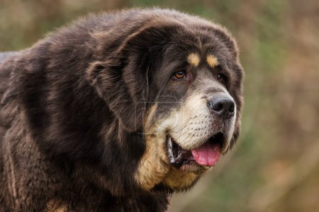 Photo for Female Tibetan Mastiff is beautifully colored - Royalty Free Image